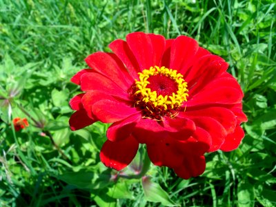 Bloom, Flower, Zinnia photo