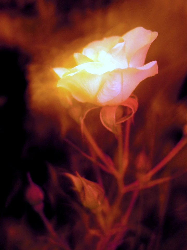 Flower, Night, Rose