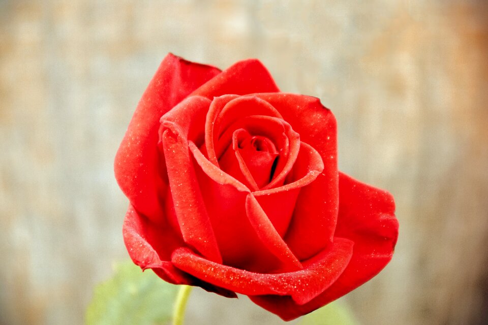 Romance petal floral