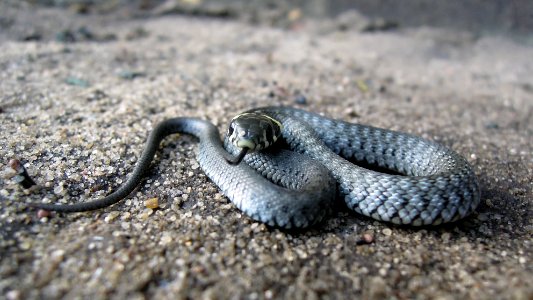 Wild, Nature, Grass snake