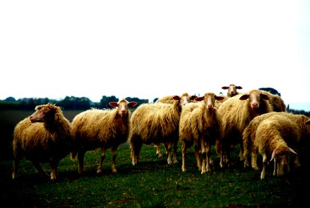 herd of sheep on grassfield