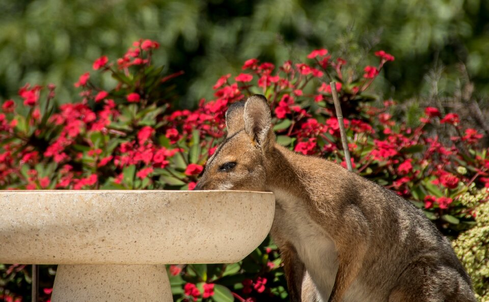 Drinking hot australia
