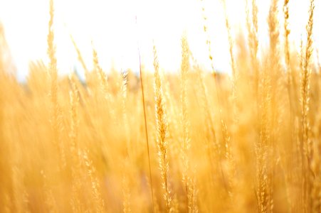 brown grains