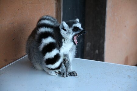 Animal madagascar wild