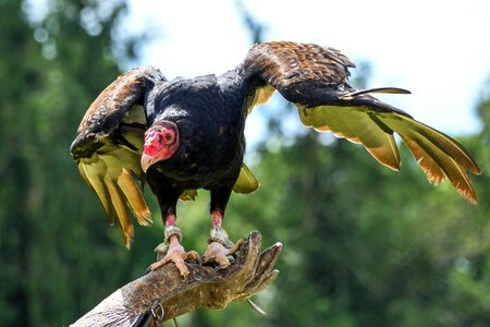 Vulture scavenger bird of prey photo