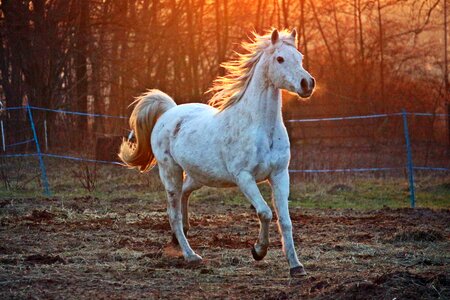 Pasture evening light coupling