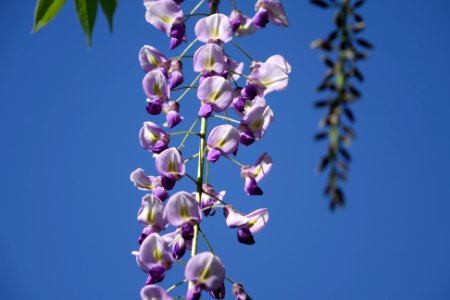 Longwood gardens, Kennett square, United states
