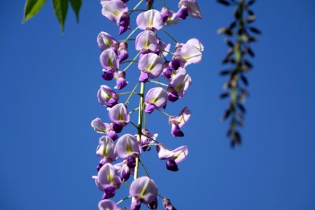 Longwood gardens, Kennett square, United states photo