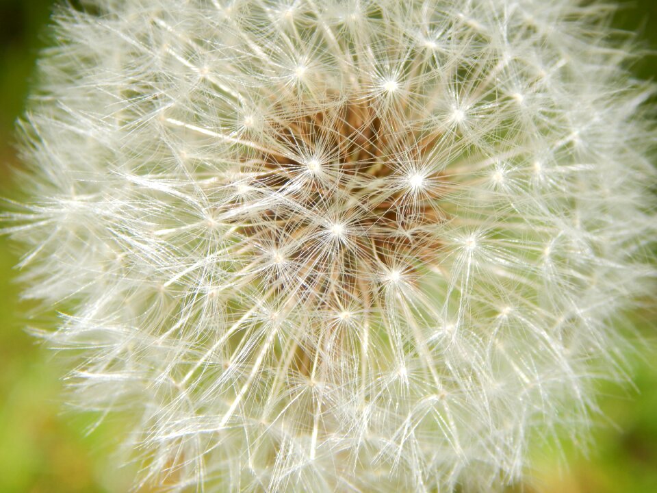 Spring pointed flower nature