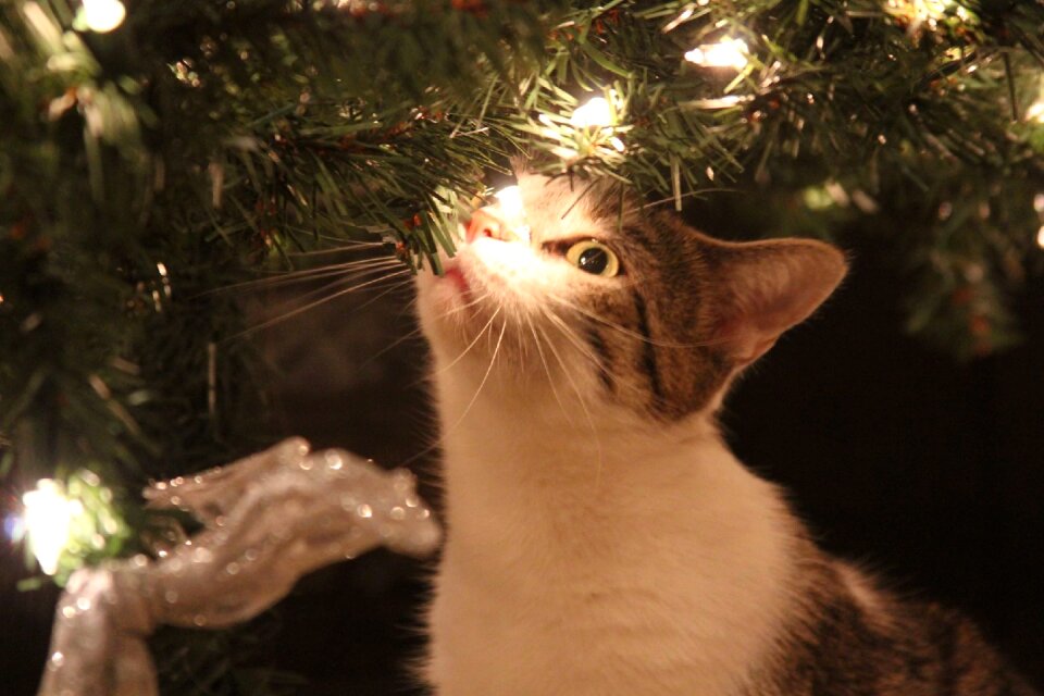 Lights brown cat brown light