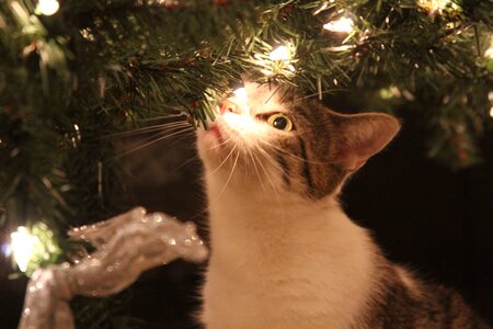 Lights brown cat brown light