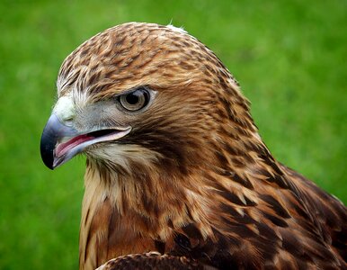 Hawk beak predator photo
