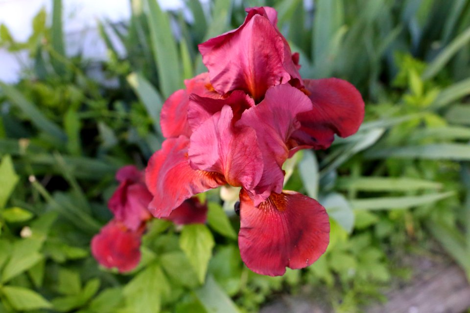 Photographer, Photography, Red