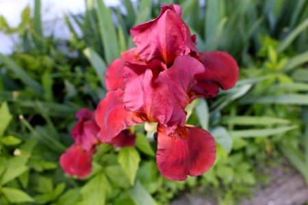 Photographer, Photography, Red