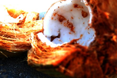 Coconut