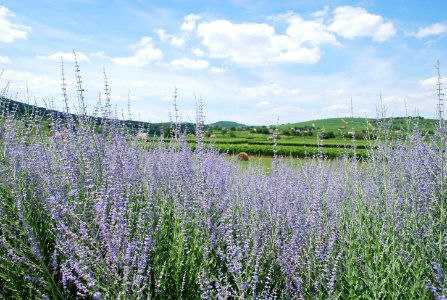 Villny, Hungary, Purple