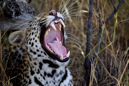 cheetah opening his mouth photo