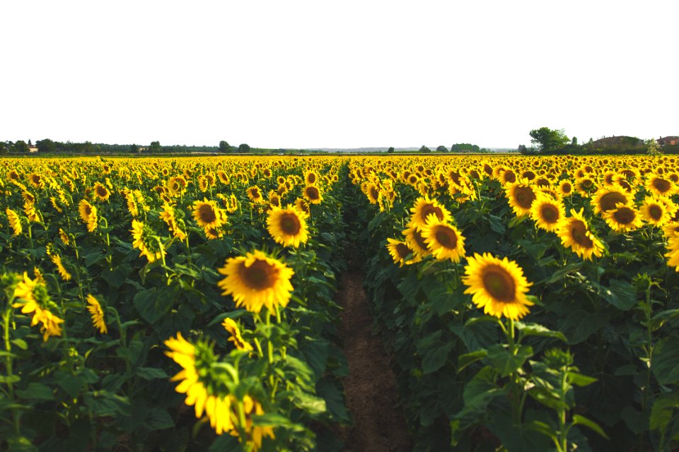 yellow sunflower field