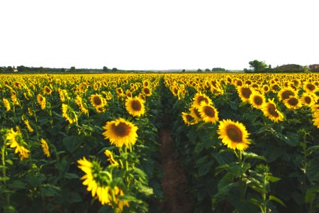 yellow sunflower field photo