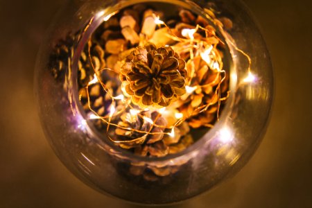 selective focus photo of pine cones