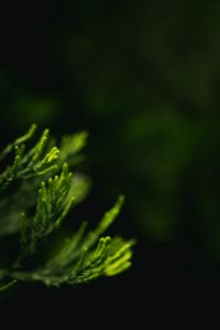 shallow focus photography of green leaves photo