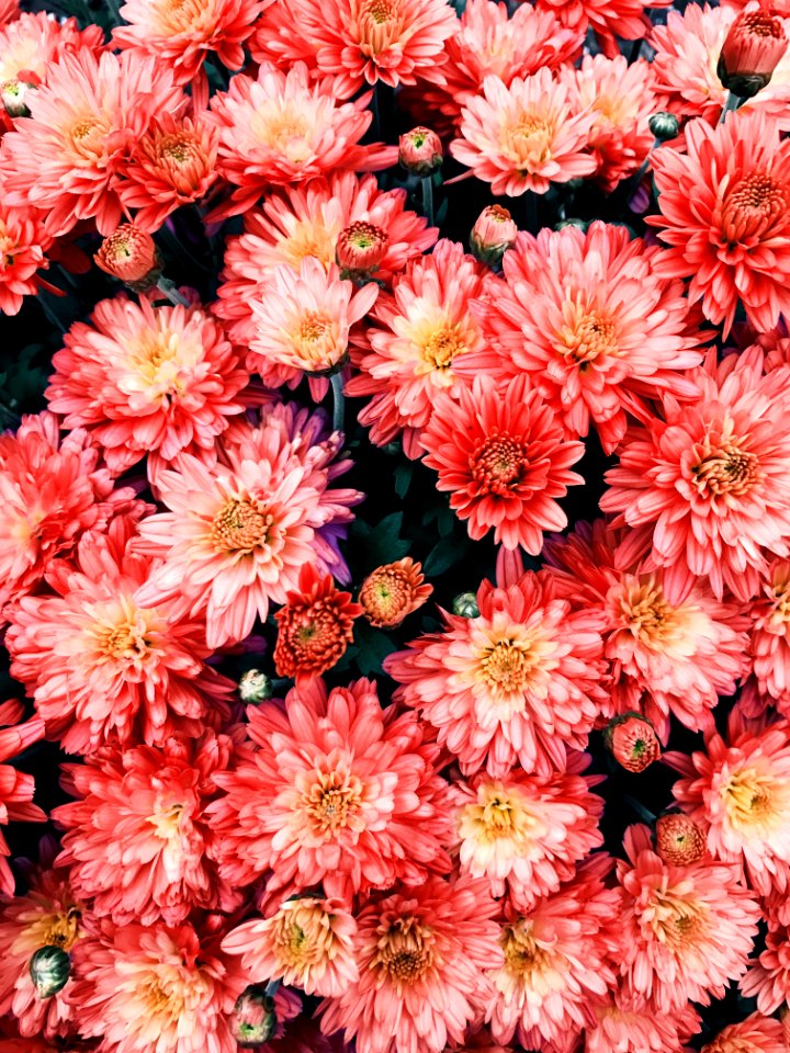 Erie, United states, Flower