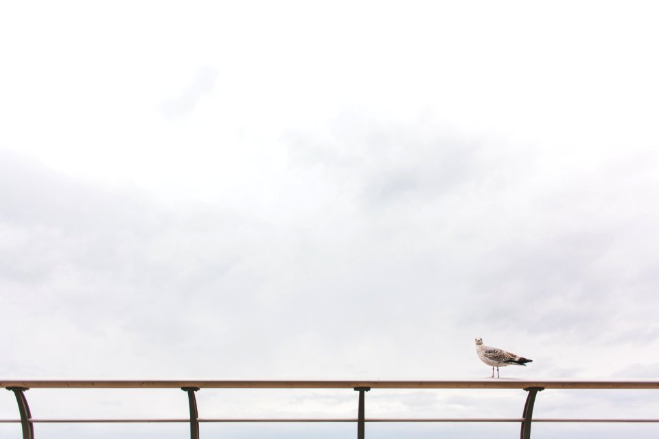 seagull on railing