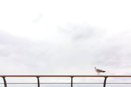 seagull on railing photo