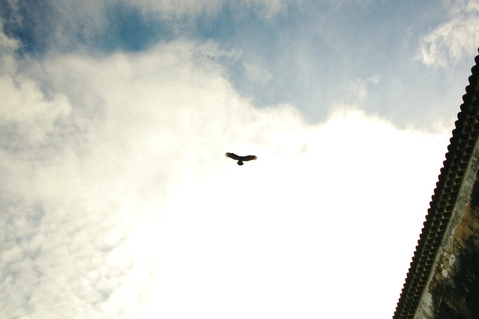 silhouette of bird flying under blue and white sky near gray building