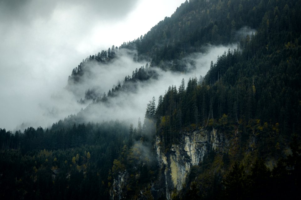 white fog on forest
