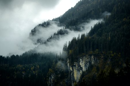 white fog on forest