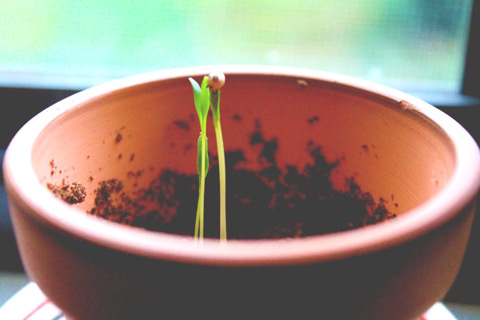 Growth, Grow, Window