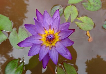 Tropical day-blooming waterlily