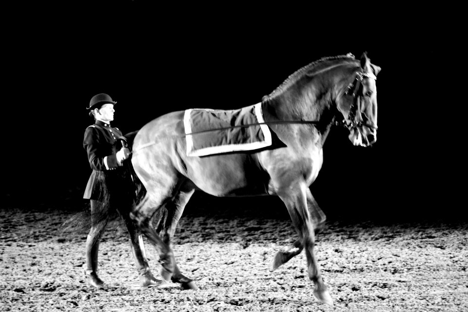 Saumur, France, Horse
