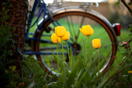 Angers, France, Yellow