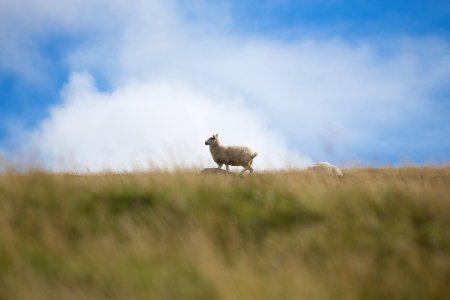 wildlife photography of white lamb photo