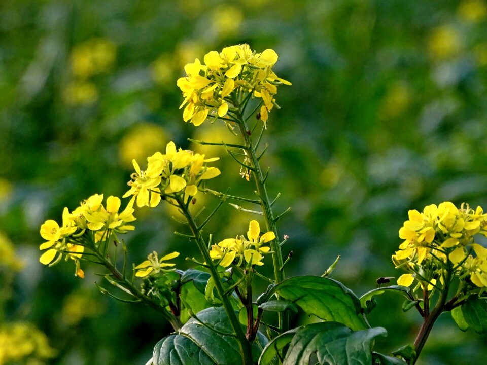 Yellow agriculture plant