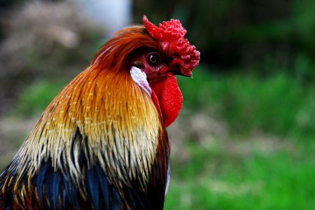 photo of brown rooster photo