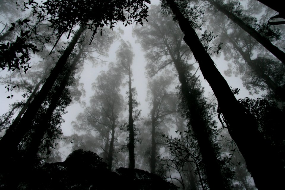 worms eye view of fog covered forest photo