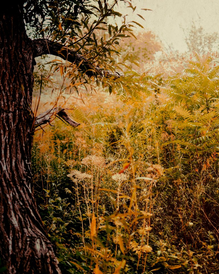 Montreal, Canada, Tree