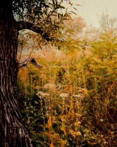 Montreal, Canada, Tree