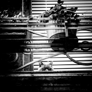 Italy, Metropolitan city of venice, Black  white