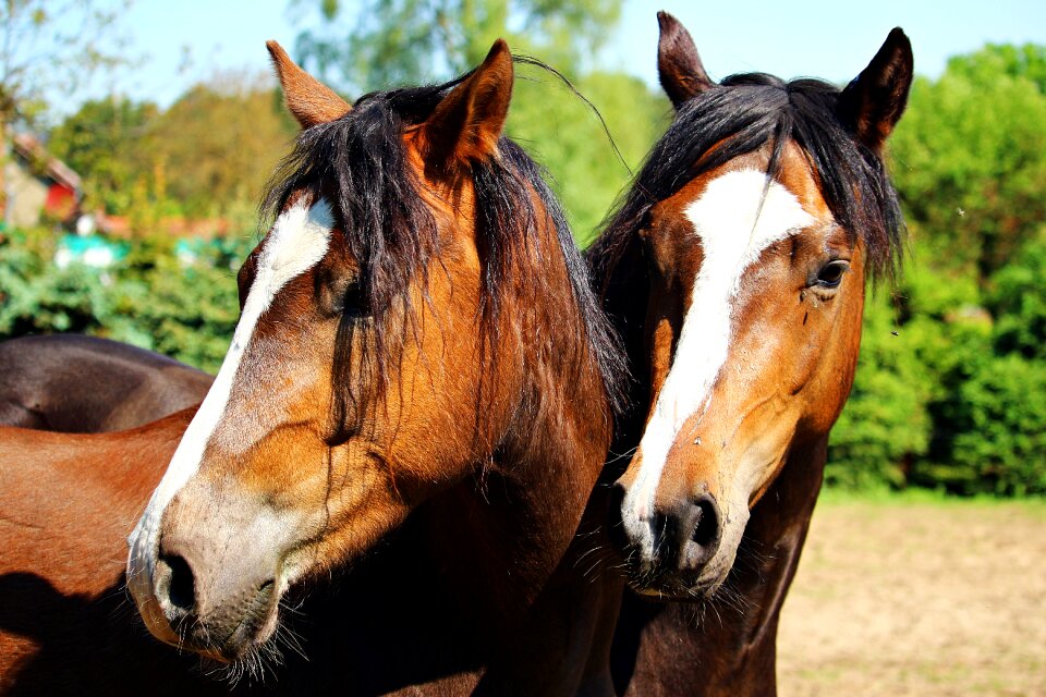 Horse head horse animal