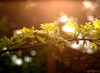 Warm, Sunlight, Light green