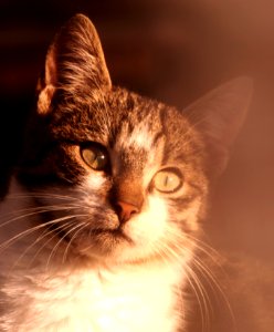 brown Tabby cat photo