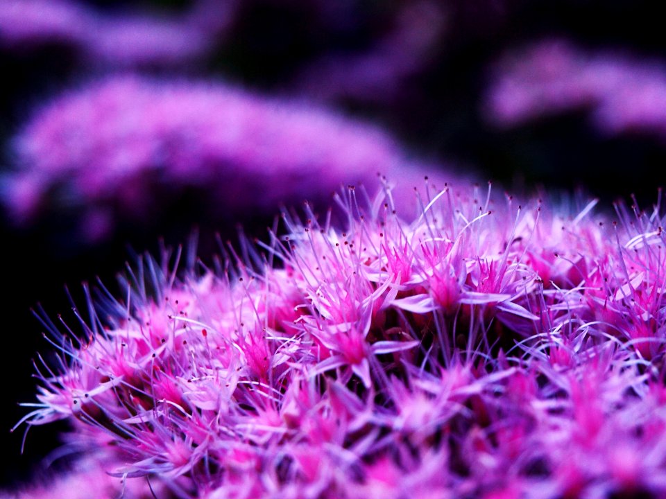 Lovely, Delicate, Nature pics
