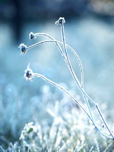 Frozen, Winter, Blue photo