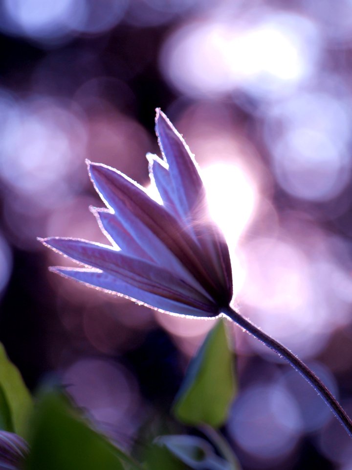 Natura, Violet, Petals
