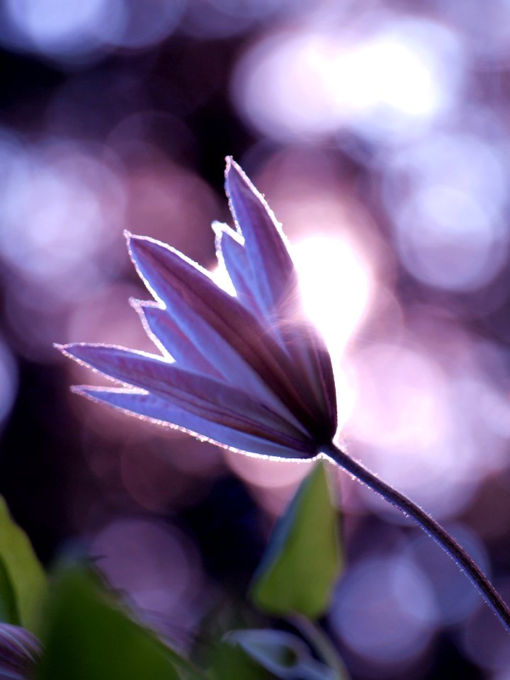 Natura, Violet, Petals photo