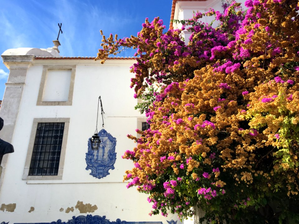 Lisbon, Portugal, Blossom